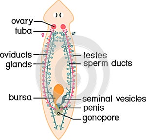 Reproductive system of planaria flatworm